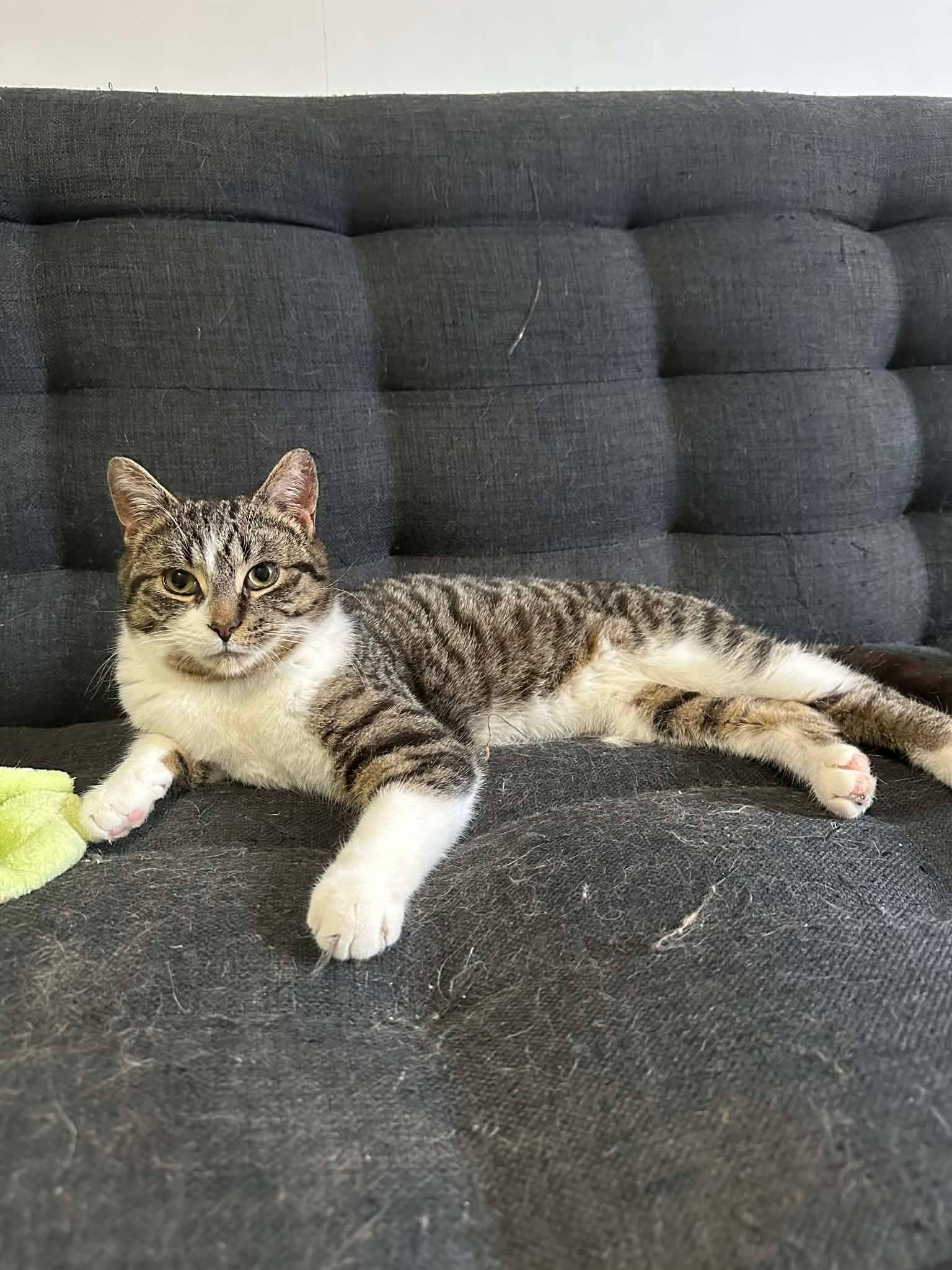 Enlarge Nolan, a ADOPTABLE Domestic Short Hair in Shakespeare, ON image 5/6
