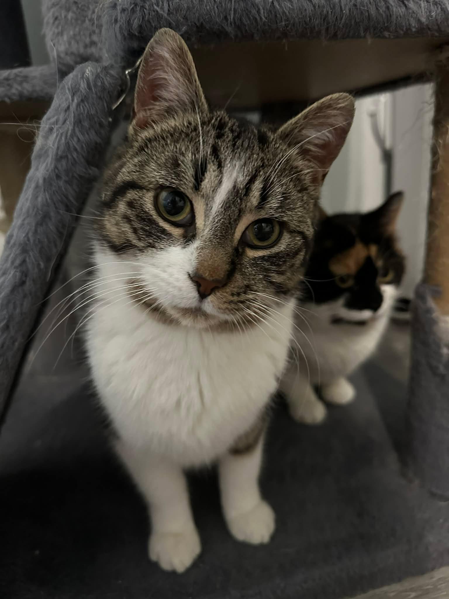 Enlarge Nolan, a ADOPTABLE Domestic Short Hair in Shakespeare, ON image 6/6