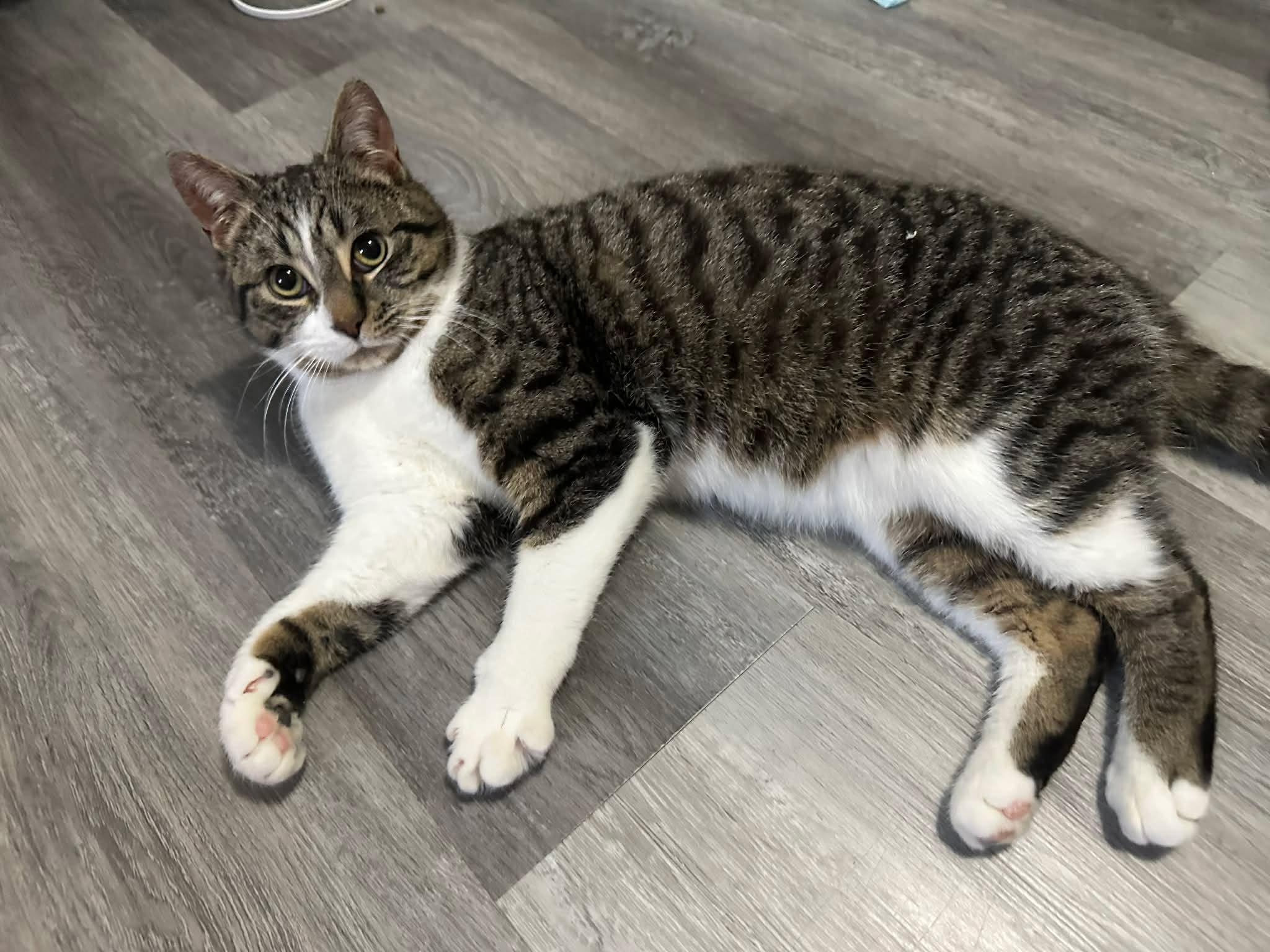 Enlarge Nolan, a ADOPTABLE Domestic Short Hair in Shakespeare, ON image 1/6