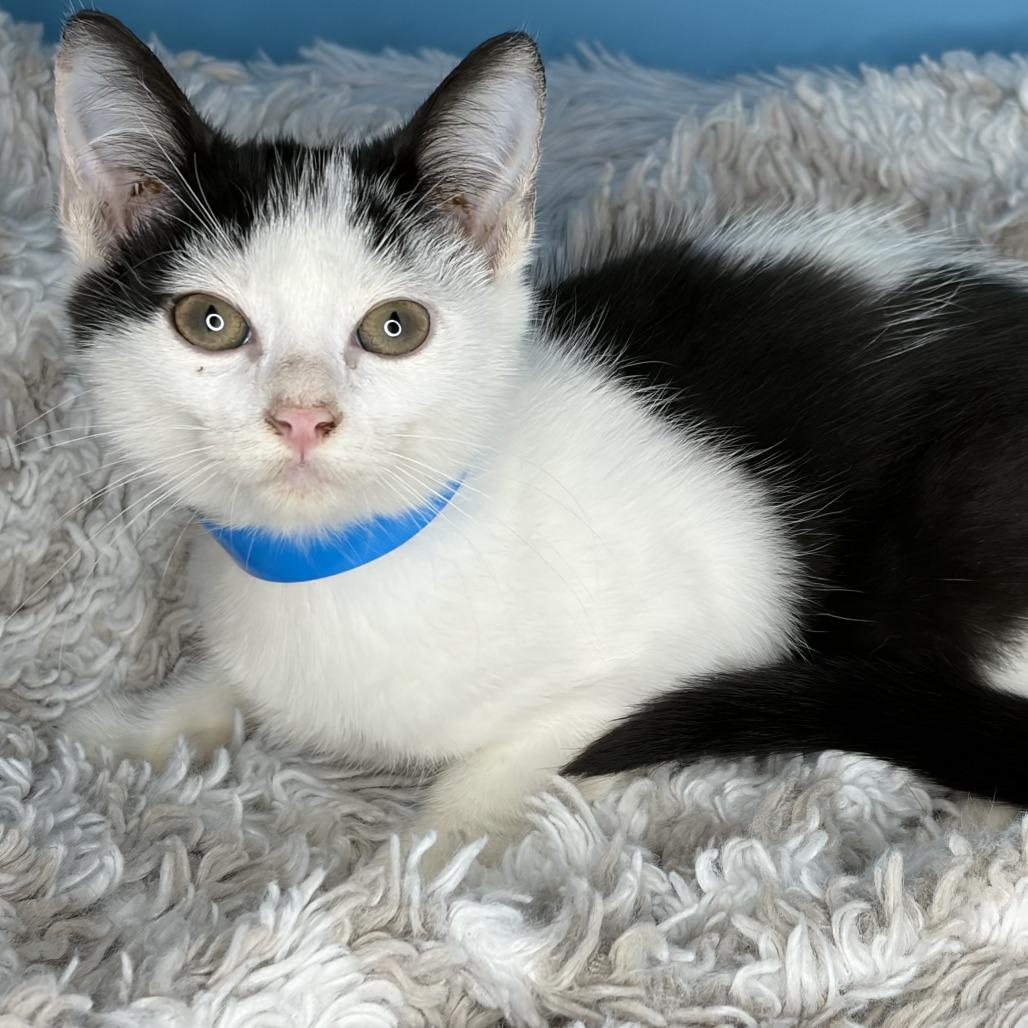Dewdrop, Adoptable, Kitten Male Domestic Short Hair.