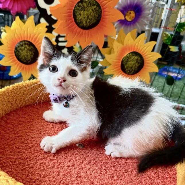 Dewdrop, a Adoptable Domestic Short Hair in San Antonio, TX image 2/6