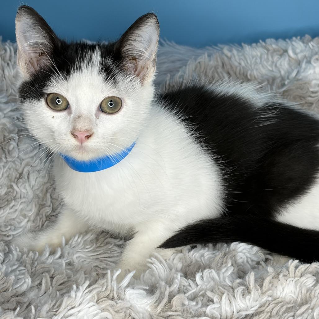 Dewdrop, a Adoptable Domestic Short Hair in San Antonio, TX image 4/6