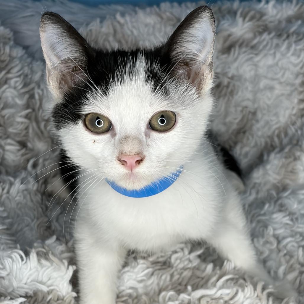 Dewdrop, a Adoptable Domestic Short Hair in San Antonio, TX image 5/6