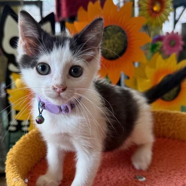 Dewdrop, a Adoptable Domestic Short Hair in San Antonio, TX image 6/6