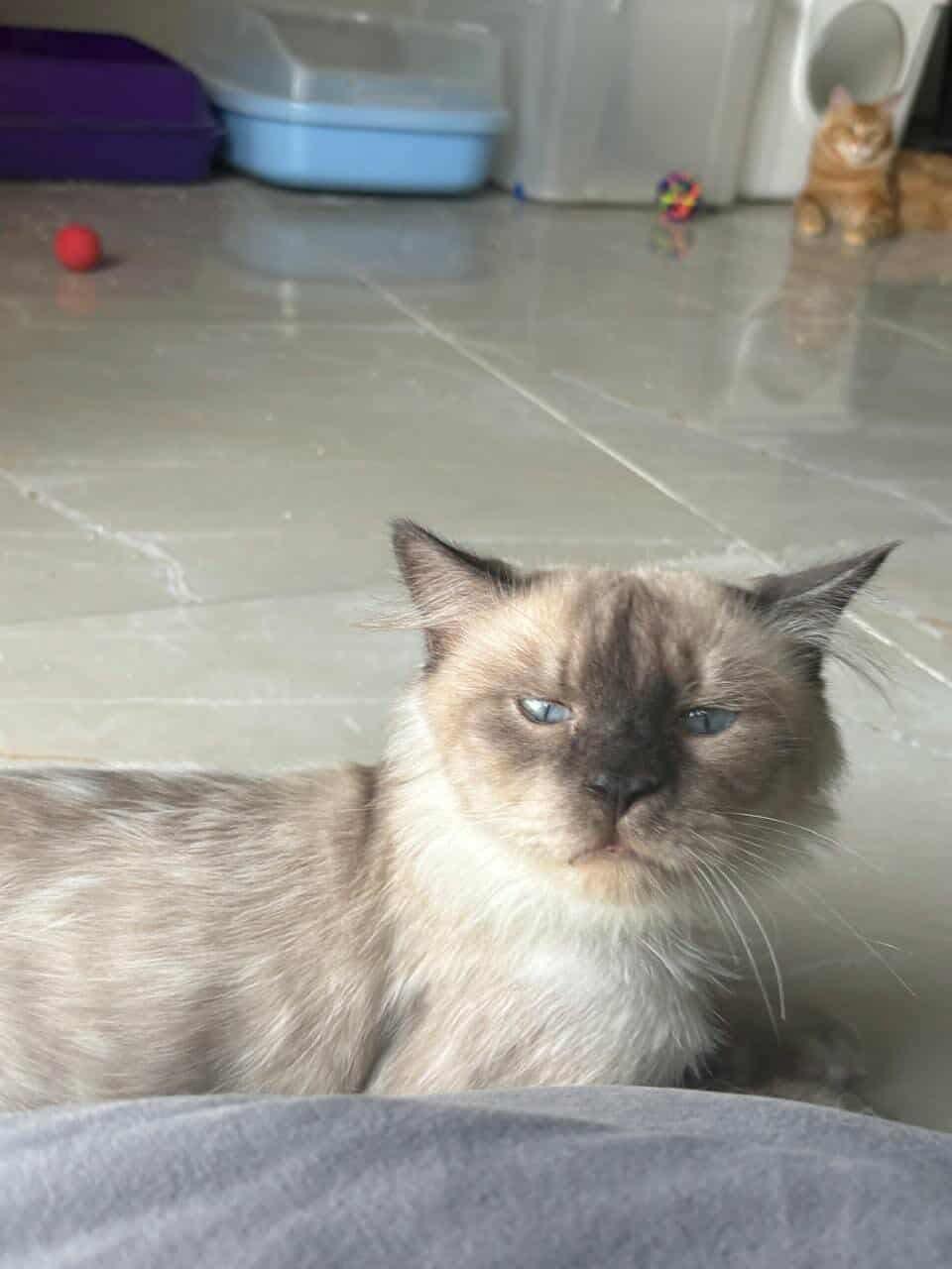 James, an adoptable mixed breed in Newmarket, ON image 1/6