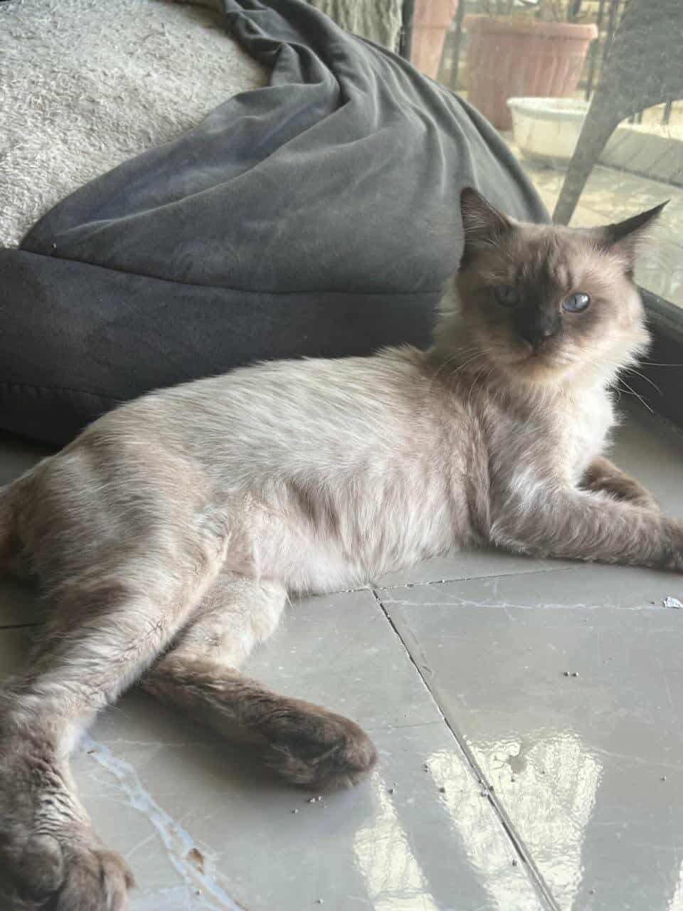 James, an adoptable mixed breed in Newmarket, ON image 2/6