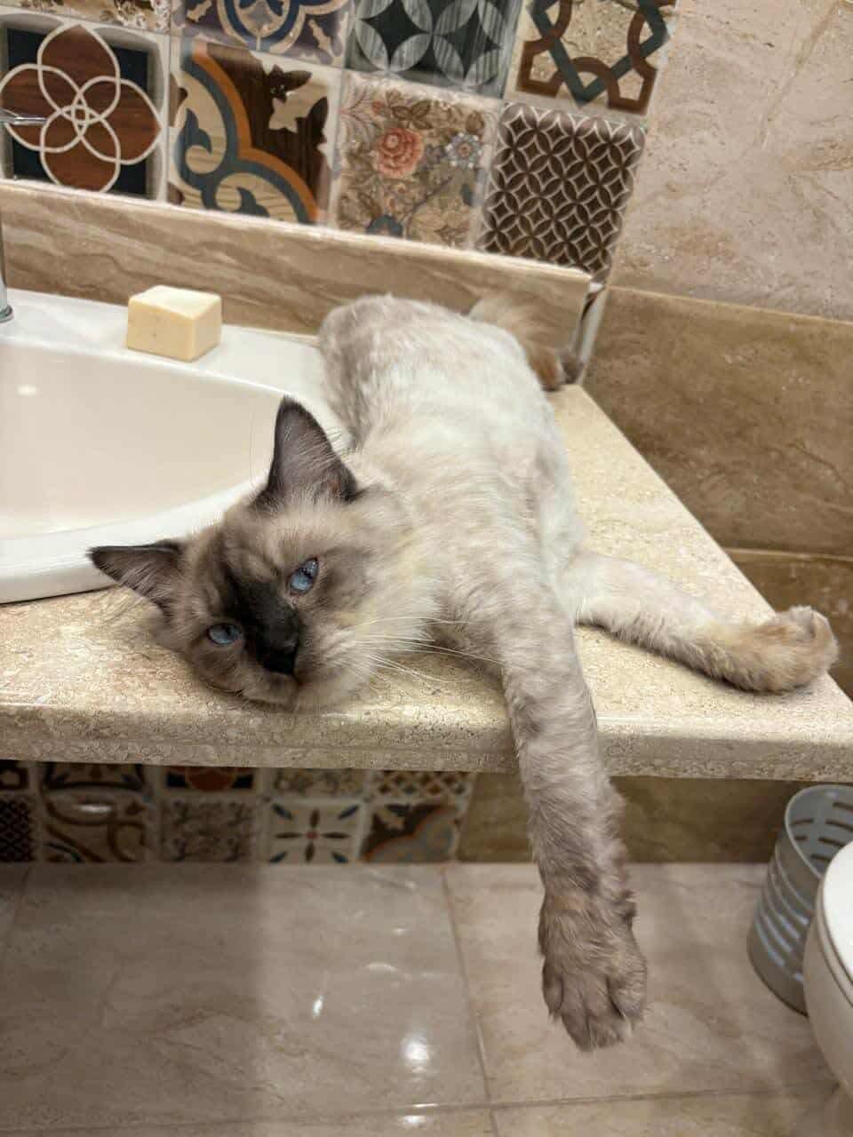 James, an adoptable mixed breed in Newmarket, ON image 3/6