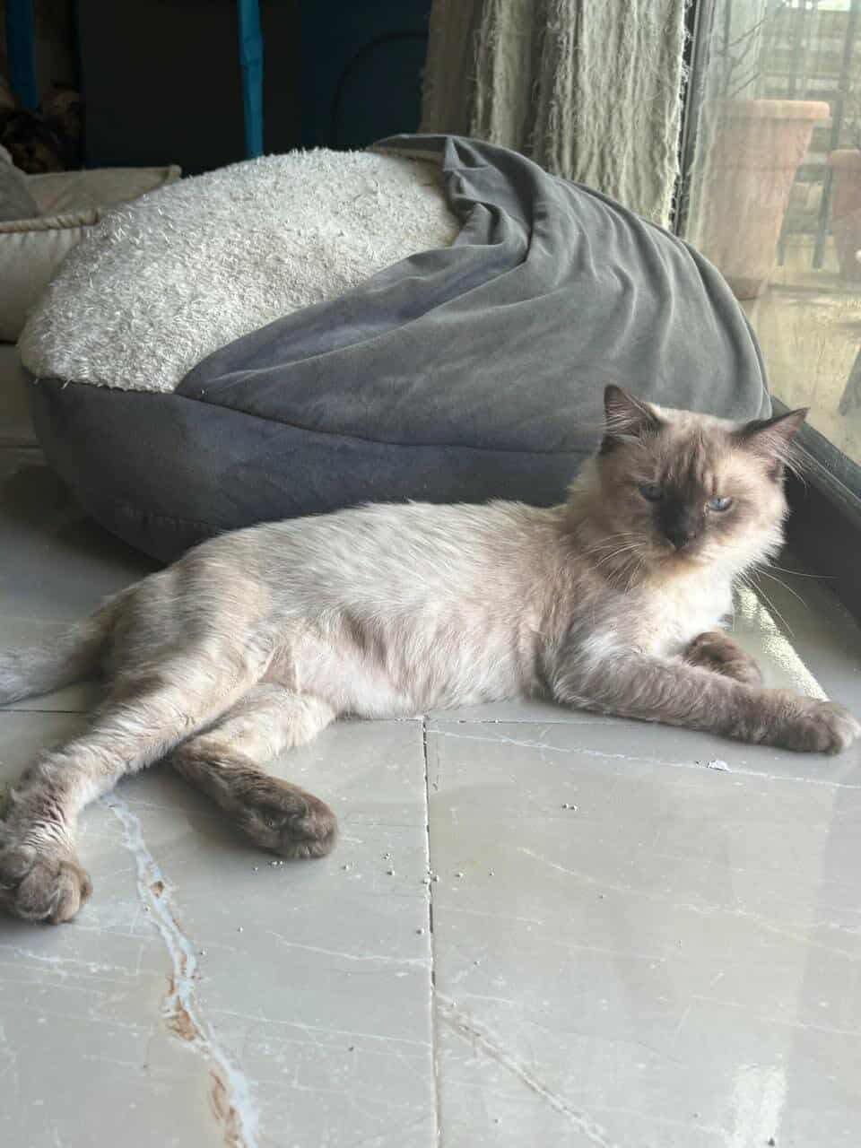 James, an adoptable mixed breed in Newmarket, ON image 4/6