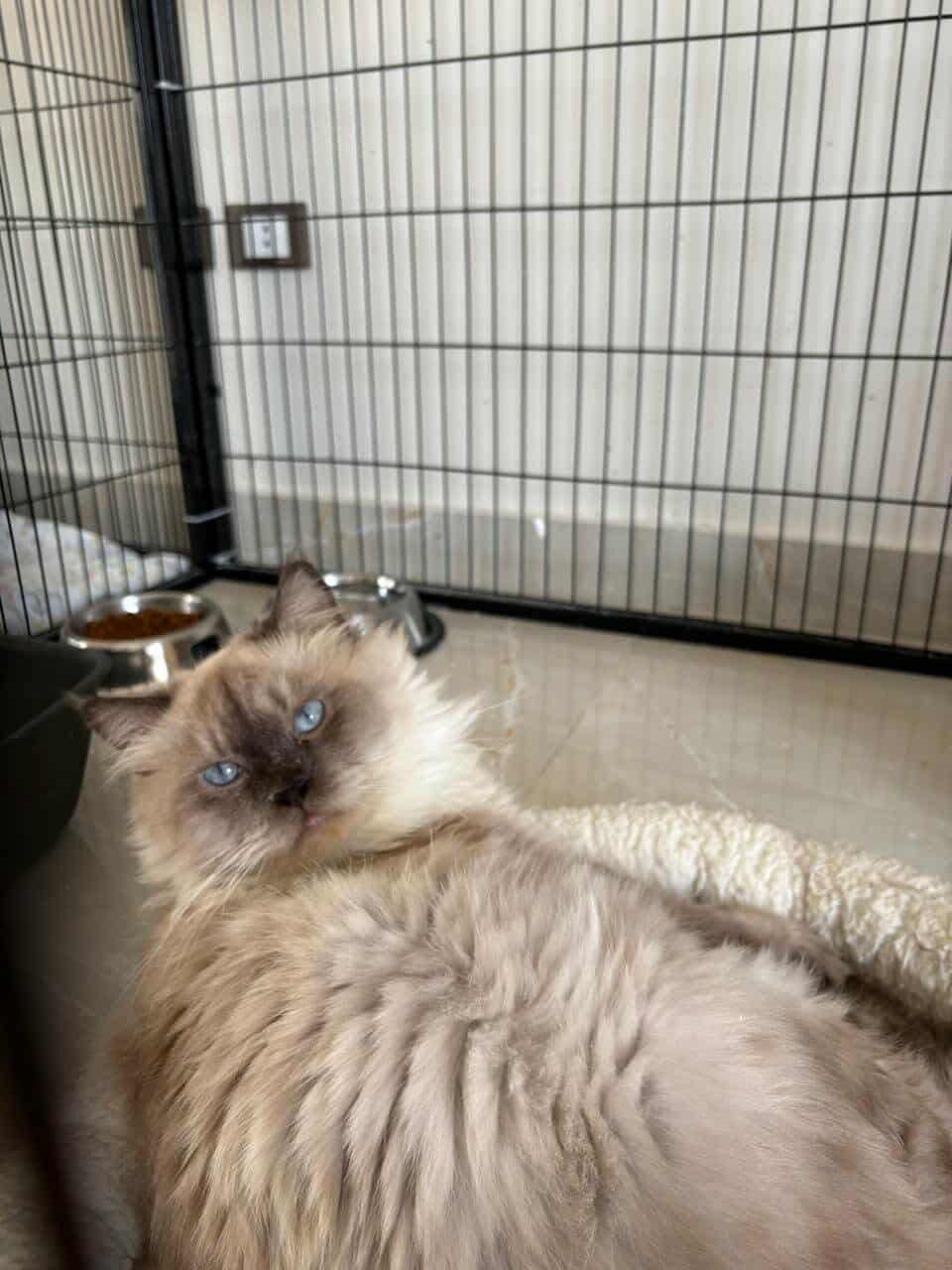 James, an adoptable mixed breed in Newmarket, ON image 5/6