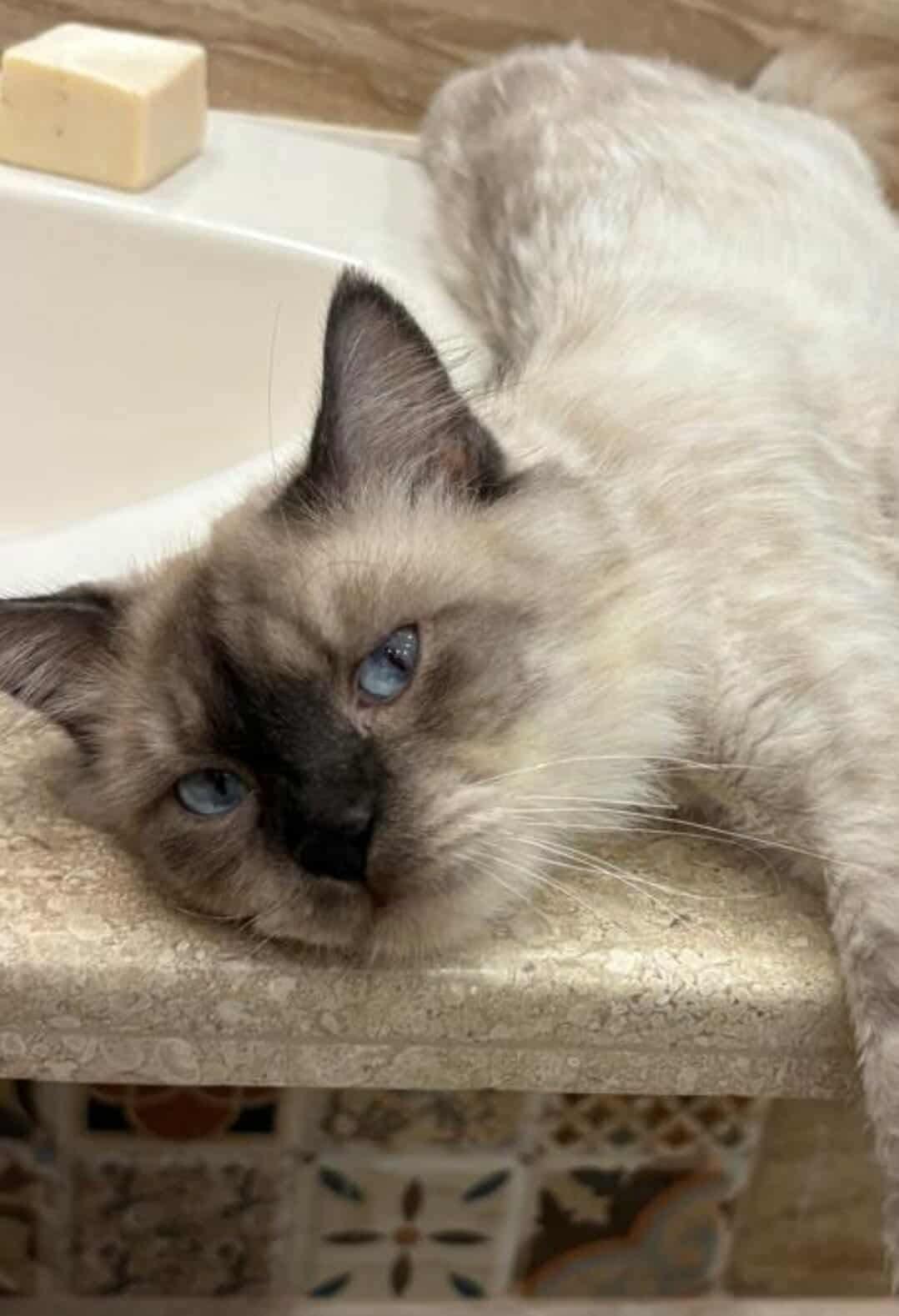 James, an adoptable mixed breed in Newmarket, ON image 6/6