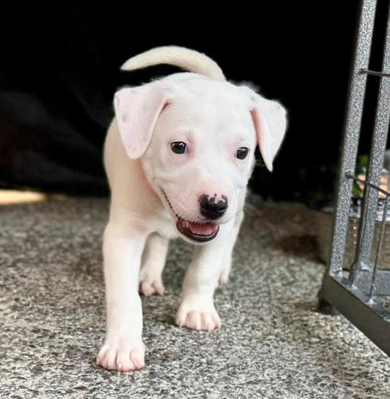 Chevron (Gas Station litter), a Adoptable mixed breed in Silvana, WA image 2/6