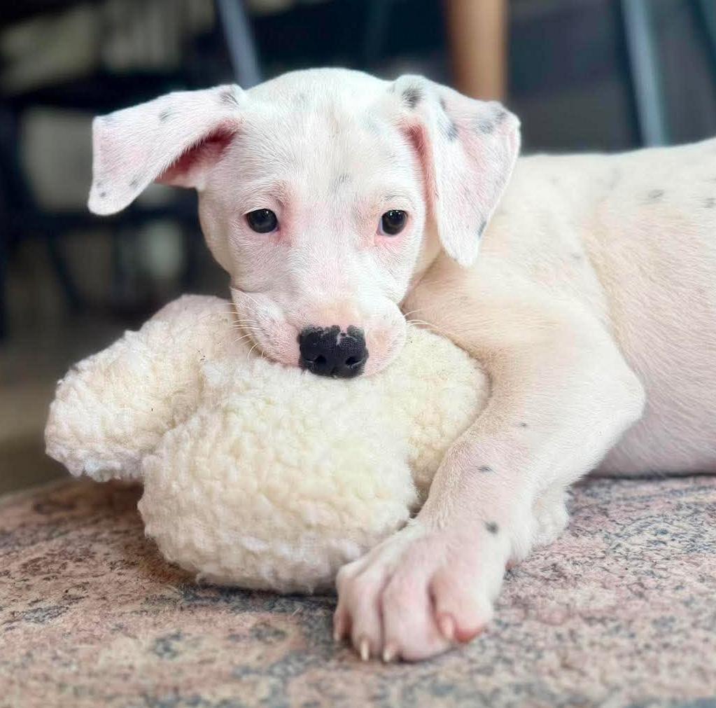 Enlarge Chevron (Gas Station litter), a Adoptable mixed breed in Silvana, WA image 2/6