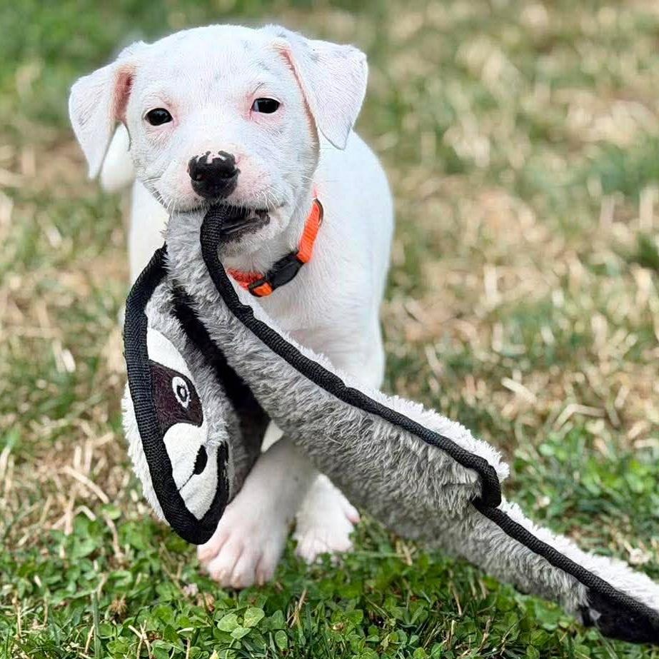 Chevron (Gas Station litter), Adoptable, Puppy Male Pit Bull Terrier & Australian Cattle Dog / Blue Heeler.