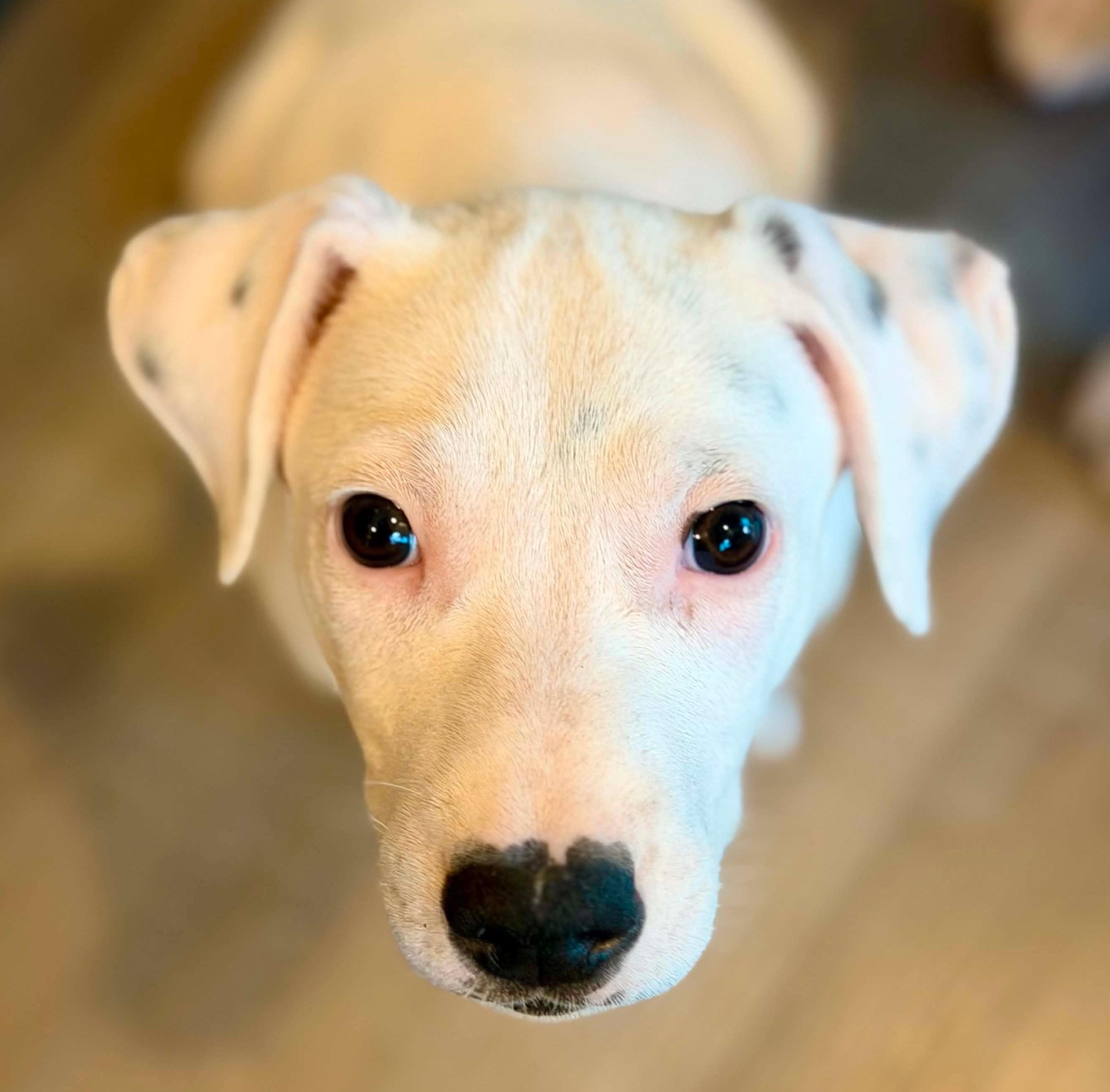 Chevron (Gas Station litter), Adoptable, Puppy Male Pit Bull Terrier & Australian Cattle Dog / Blue Heeler.