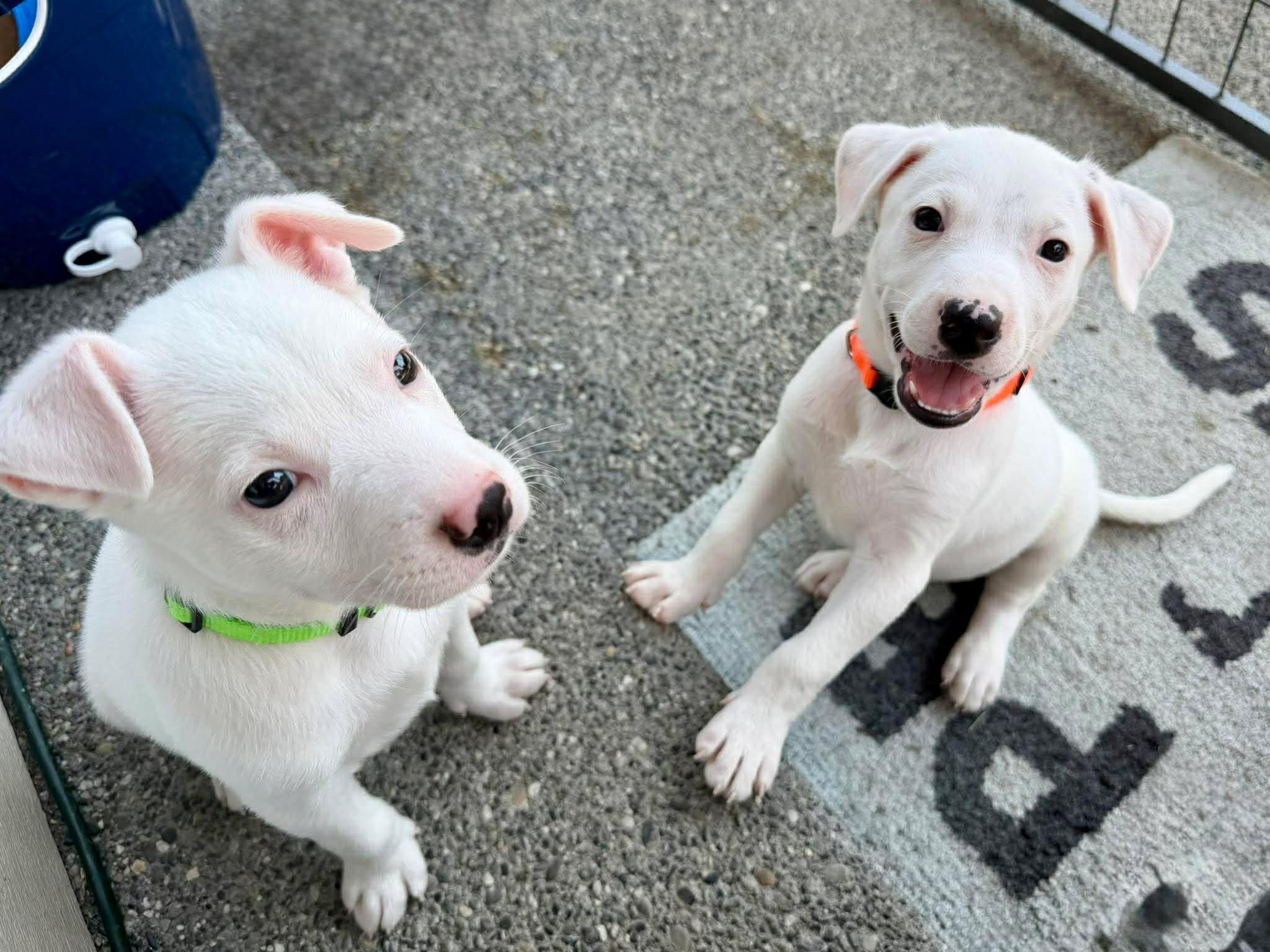 Chevron (Gas Station litter), a Adoptable mixed breed in Silvana, WA image 4/6