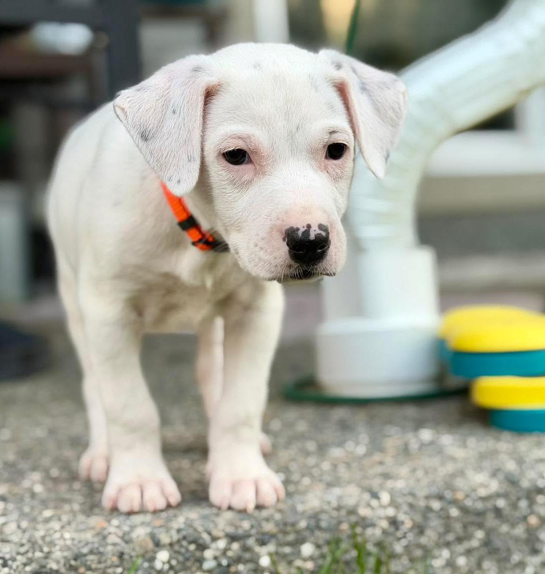 Chevron (Gas Station litter), a Adoptable mixed breed in Silvana, WA image 3/6