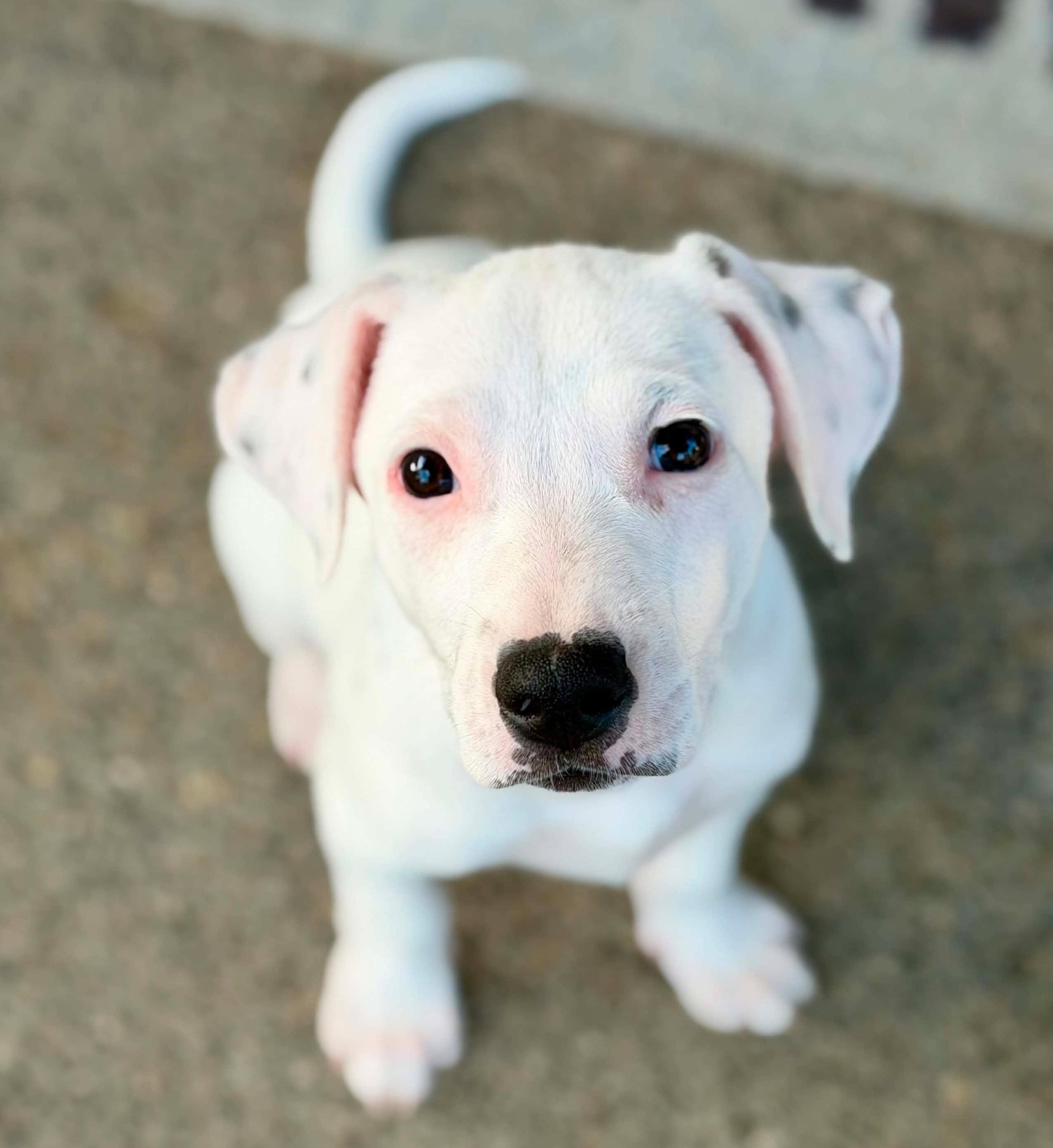 Enlarge Chevron (Gas Station litter), a Adoptable mixed breed in Silvana, WA image 3/6