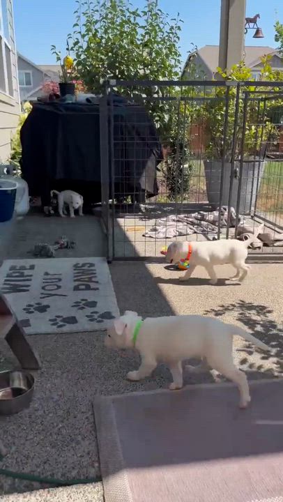 Enlarge Chevron (Gas Station litter), a Adoptable mixed breed in Silvana, WA video 5/6