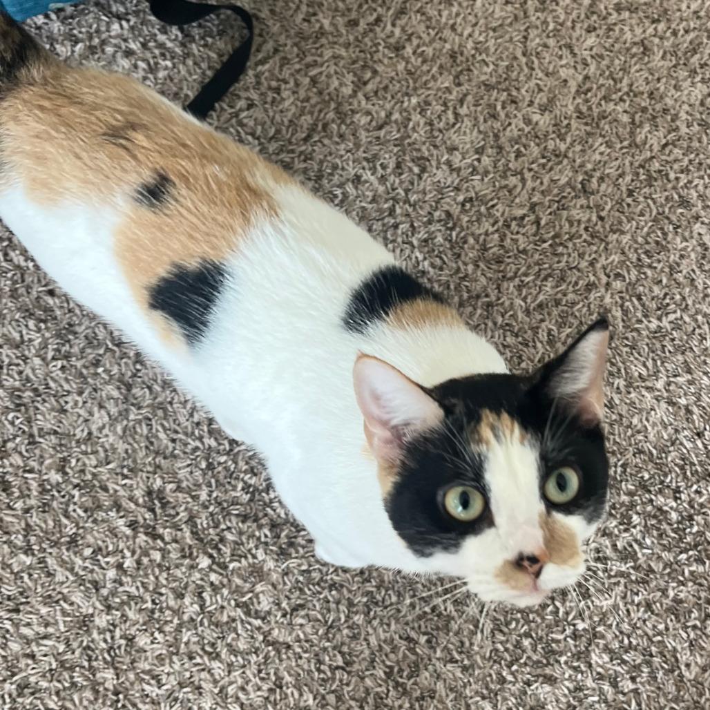 Enlarge Hera, a Adoptable Domestic Short Hair in Houston, TX image 2/3