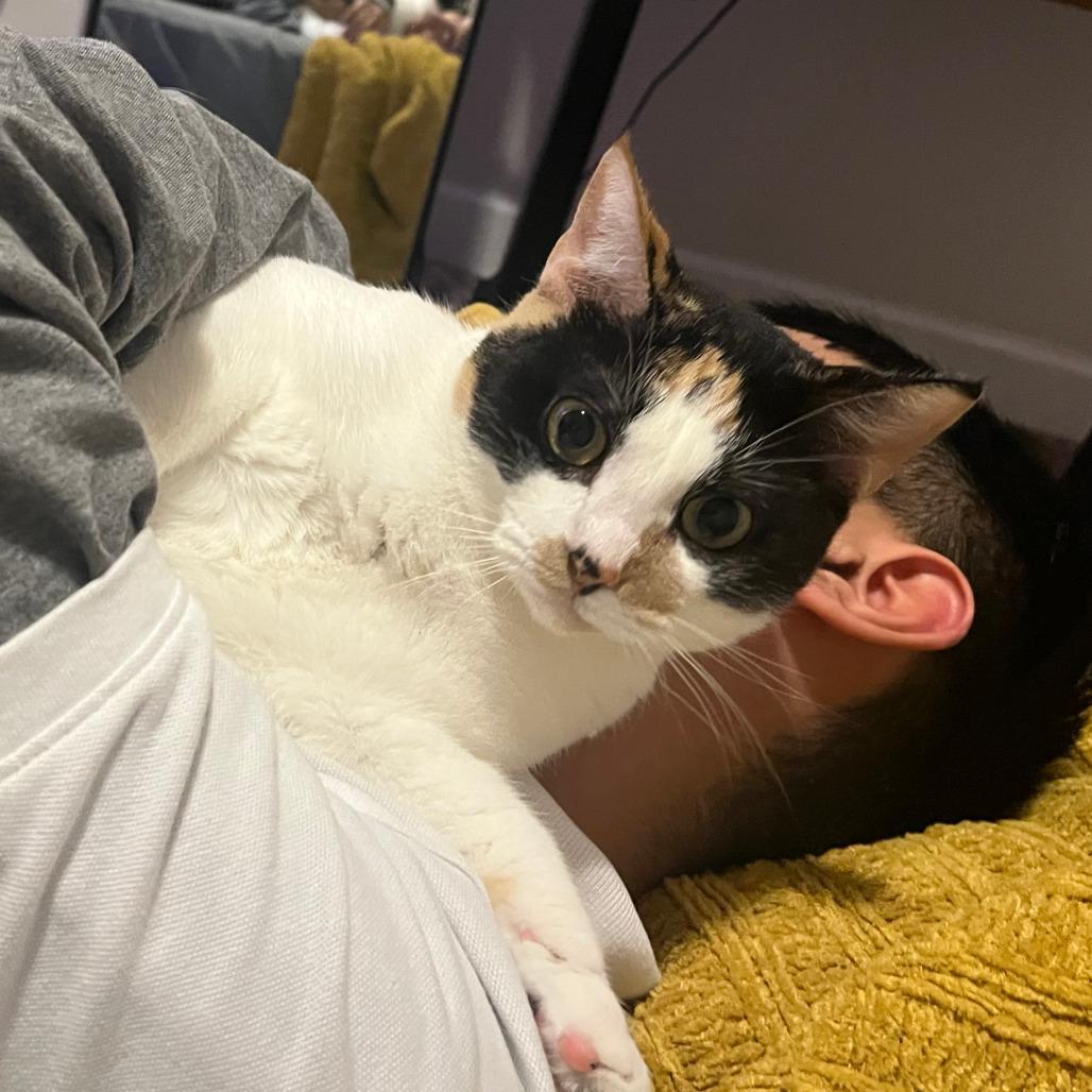 Enlarge Hera, a Adoptable Domestic Short Hair in Houston, TX image 3/3