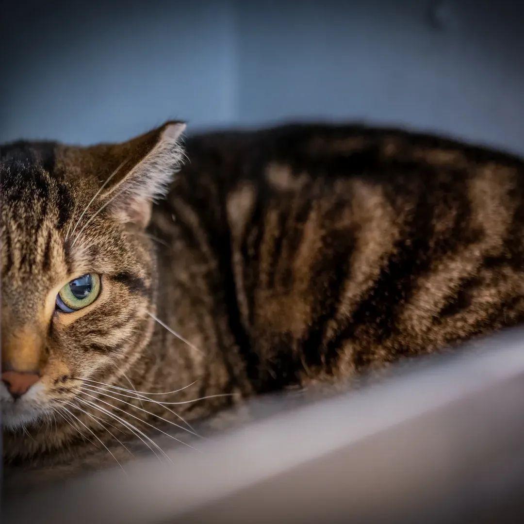 Sasha (shy needs foster to adopt home) , adopted, Young Female Domestic Short Hair.