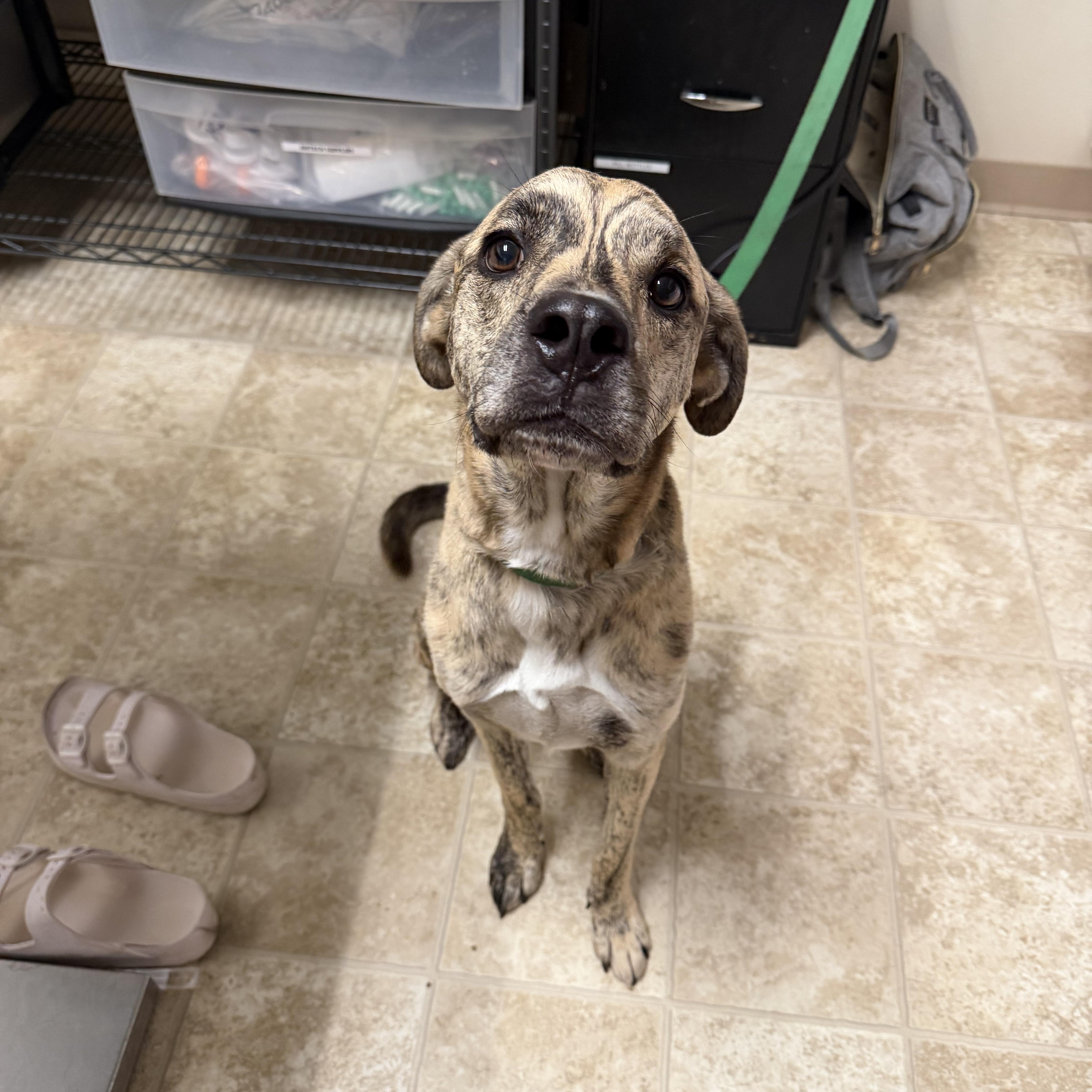 Creek, a ADOPTABLE mixed breed in Dodgeville, WI image 2/2