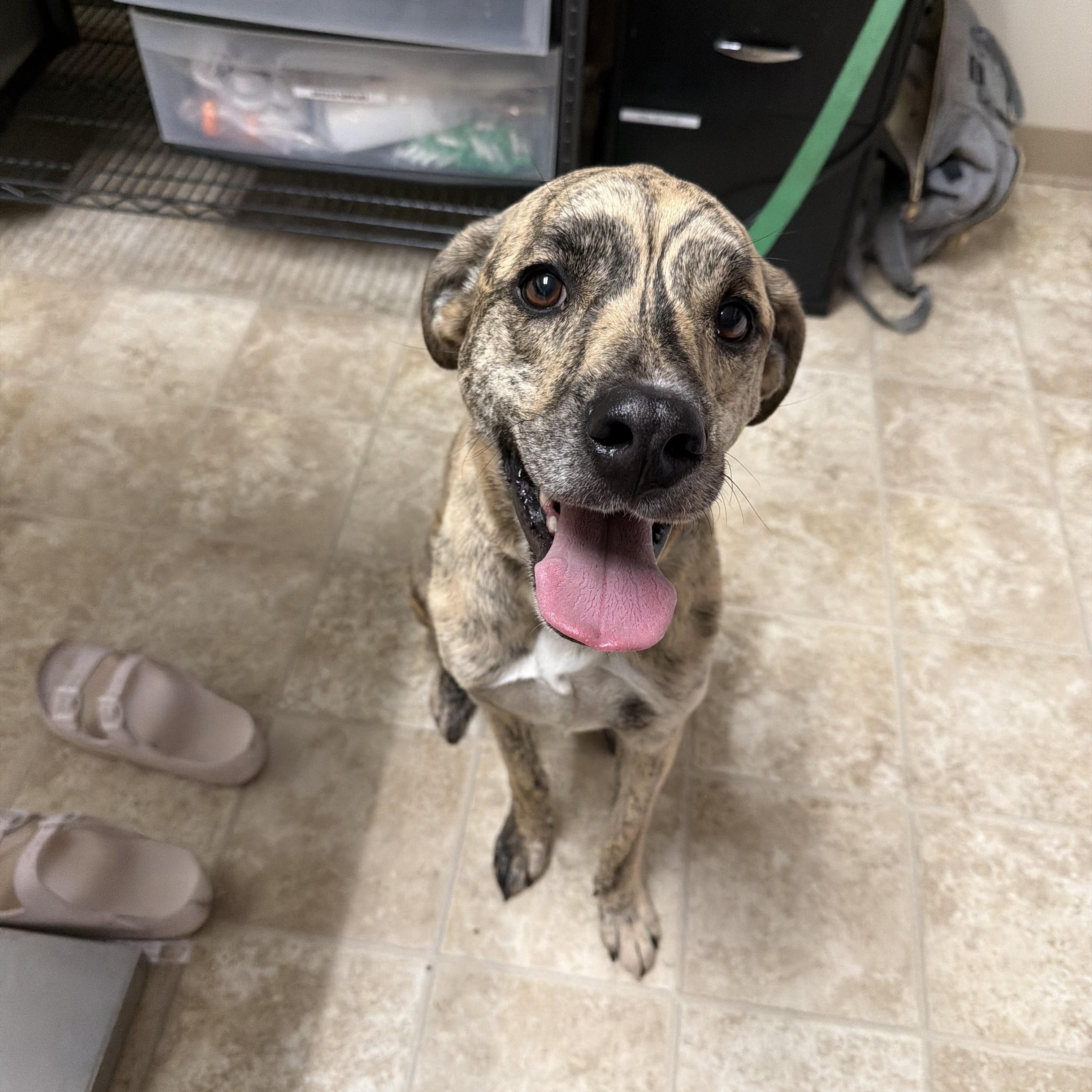 Creek, ADOPTABLE, Adult Male Labrador Retriever.