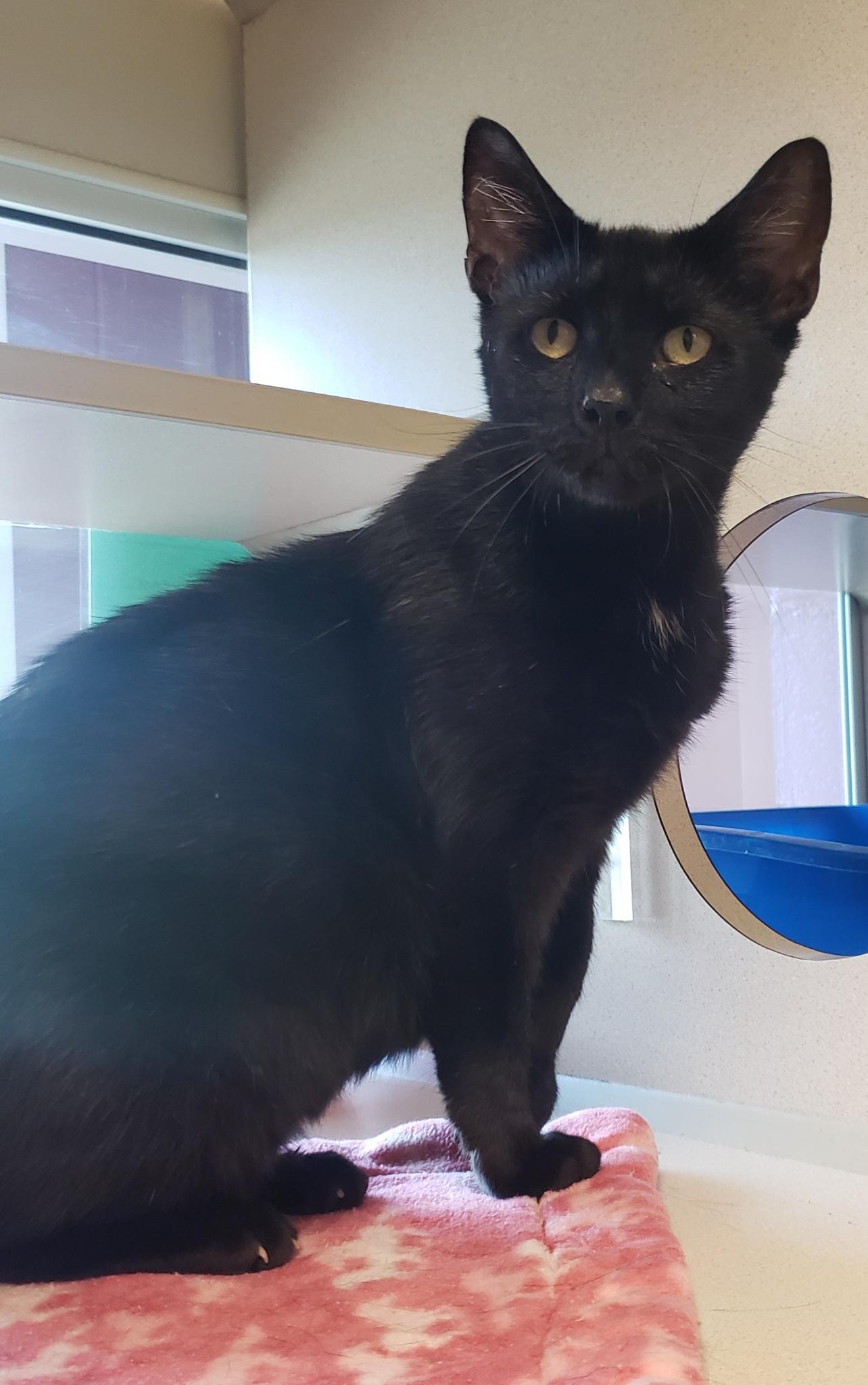 Fern, Adult Female Domestic Short Hair