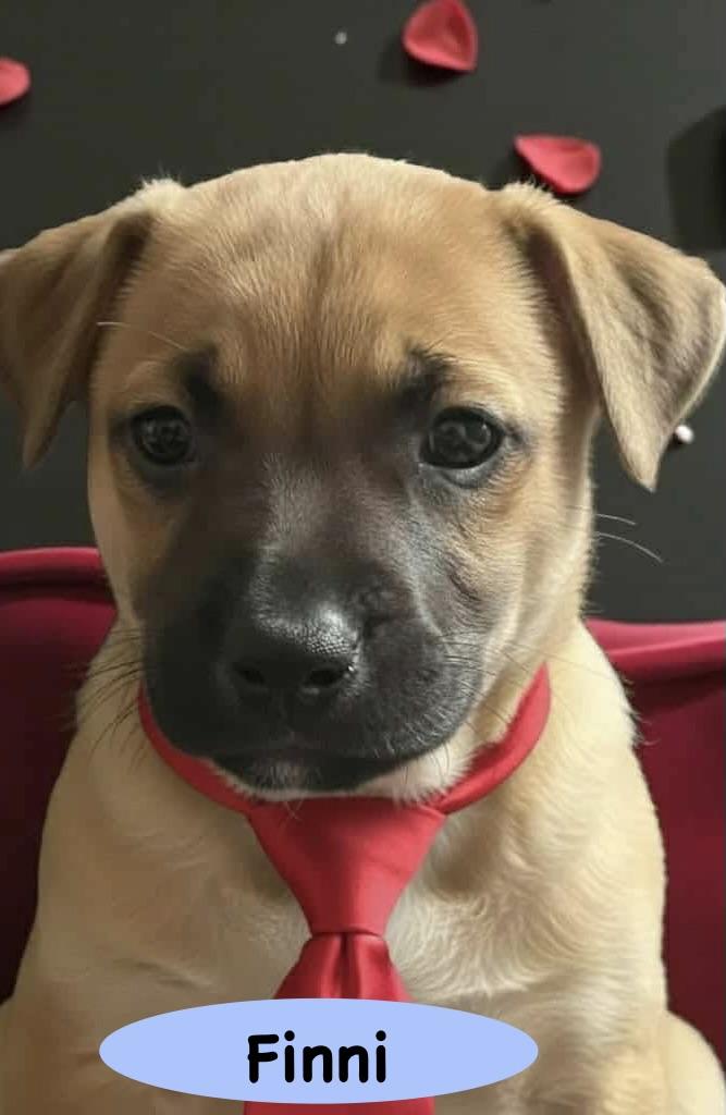 Enlarge Finn, a Adoptable mixed breed in Colorado Springs, CO image 2/2