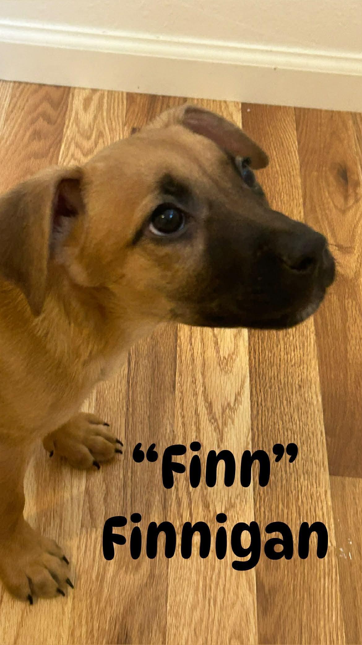 Enlarge Finn, a Adoptable mixed breed in Colorado Springs, CO image 1/2