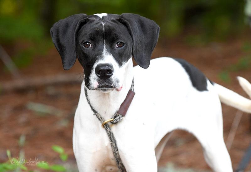 Angus, ADOPTABLE, Young Male Pointer.