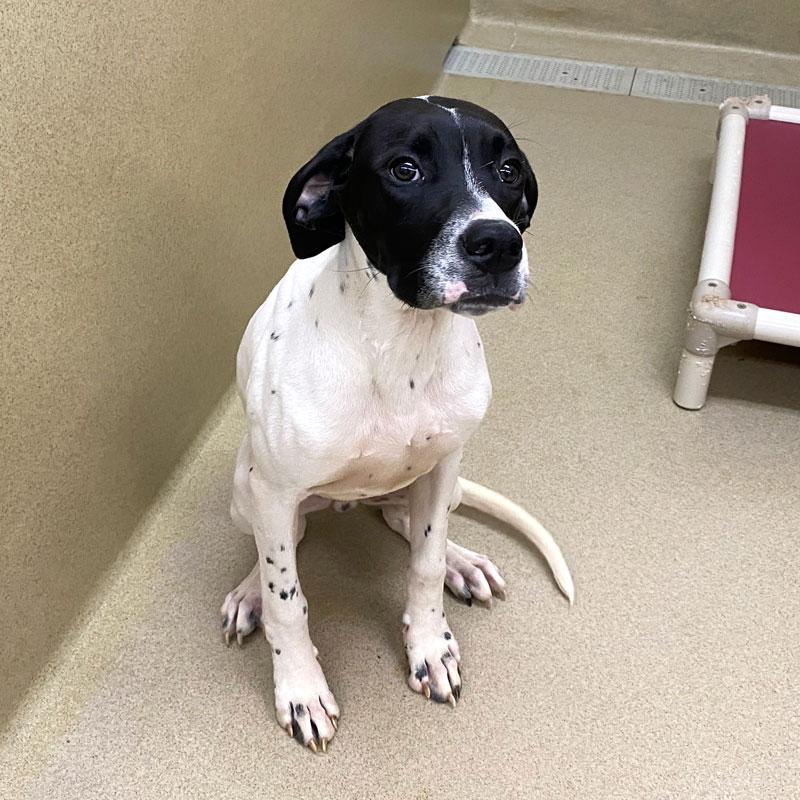 Angus, a ADOPTABLE Pointer in Monroe, GA image 3/6