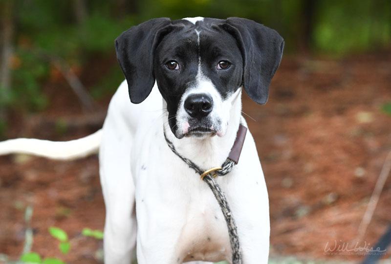 Angus, a ADOPTABLE Pointer in Monroe, GA image 5/6