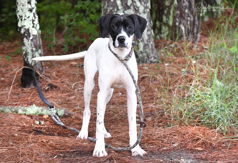 Angus, a ADOPTABLE Pointer in Monroe, GA image 4/6