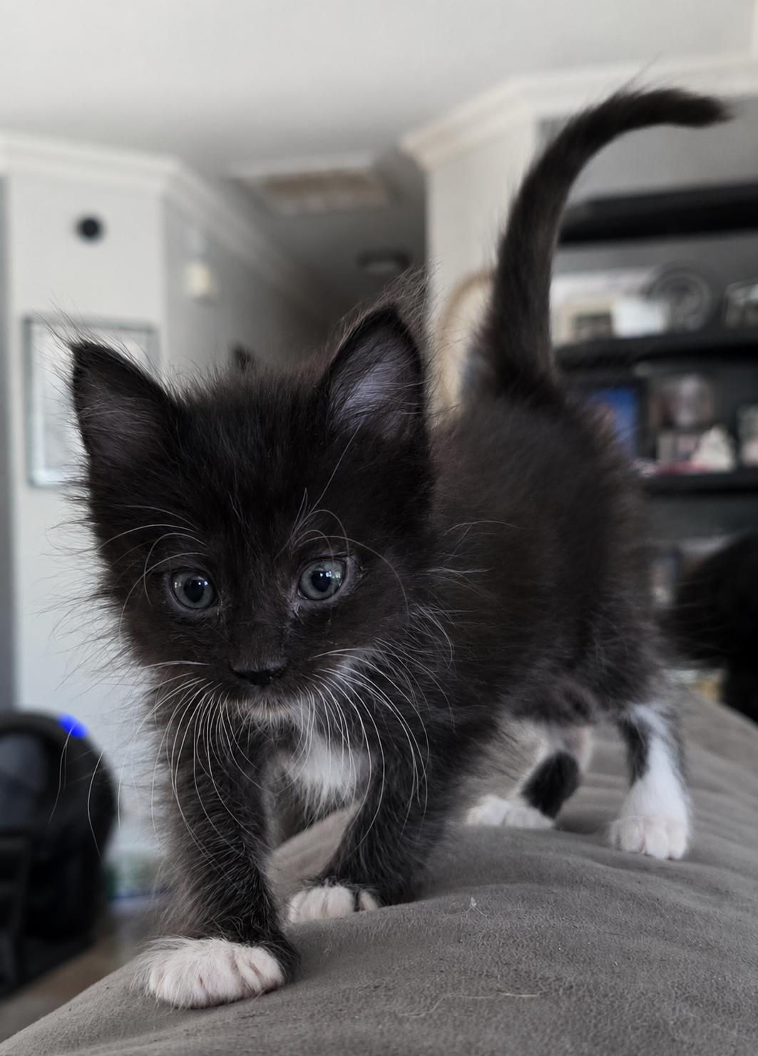 Enlarge Eileen, an adopted Domestic Long Hair in Lodi, CA image 1/1