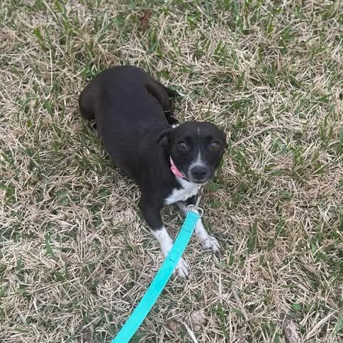 Enlarge Gidget, a Adoptable Chiweenie in Stamford , CT image 4/5