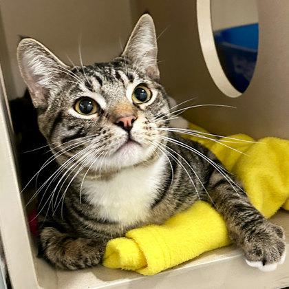 Jasper, ADOPTABLE, Adult Male Domestic Short Hair.