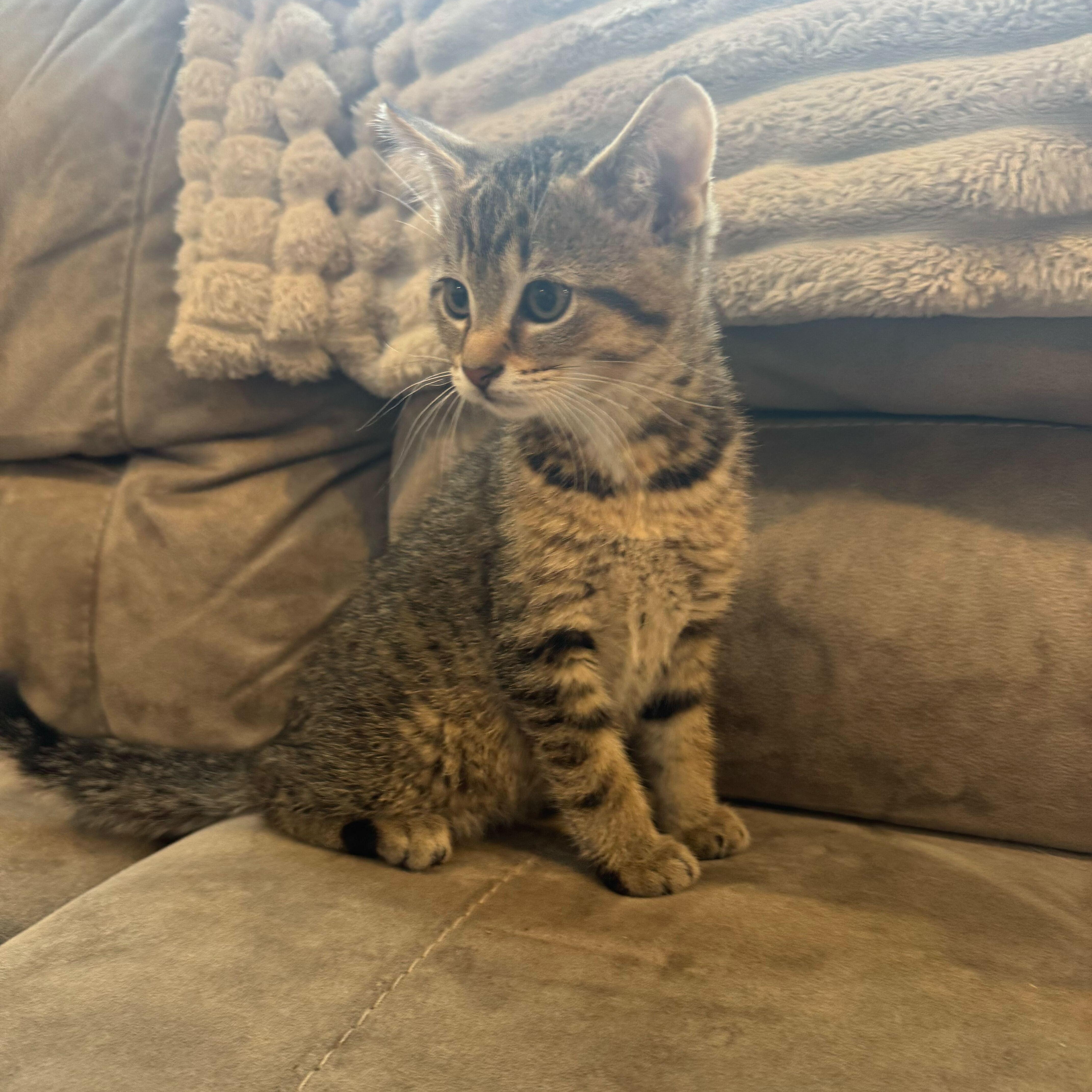 Pheonix, ADOPTABLE, Kitten Male Domestic Short Hair.