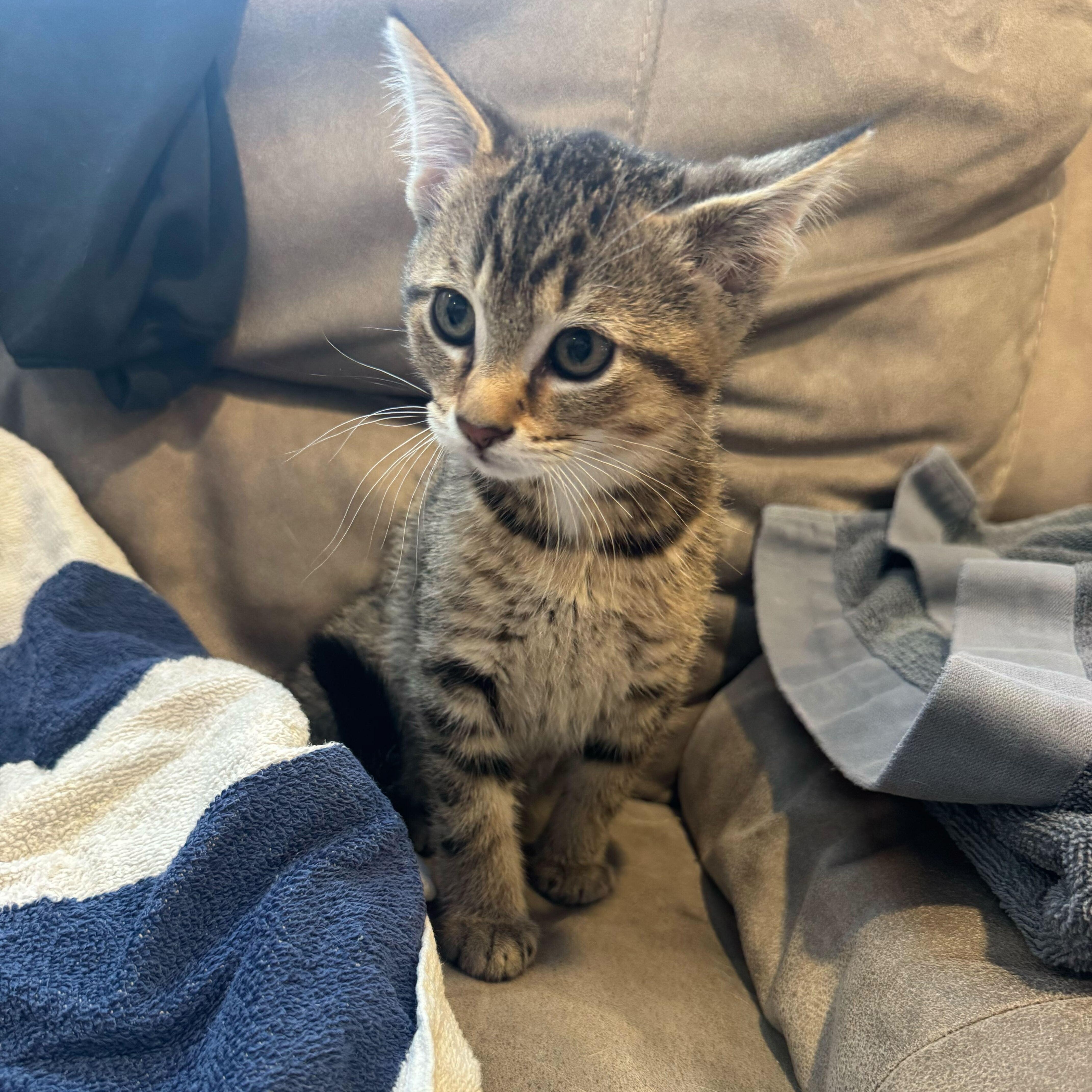 Enlarge Pheonix, a ADOPTABLE Domestic Short Hair in Wakefield, QC image 2/3