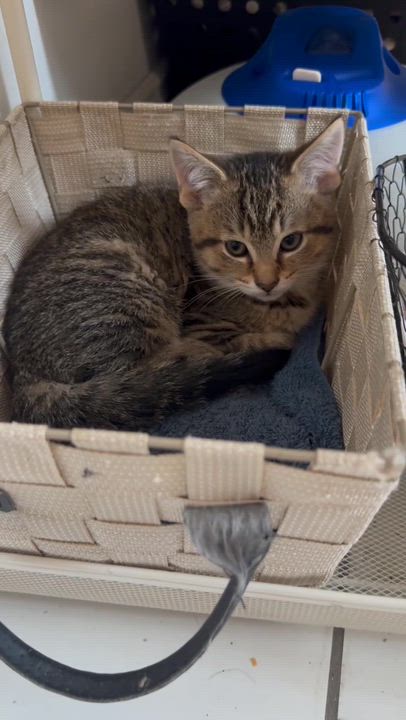 Enlarge Pheonix, a ADOPTABLE Domestic Short Hair in Wakefield, QC video 3/3