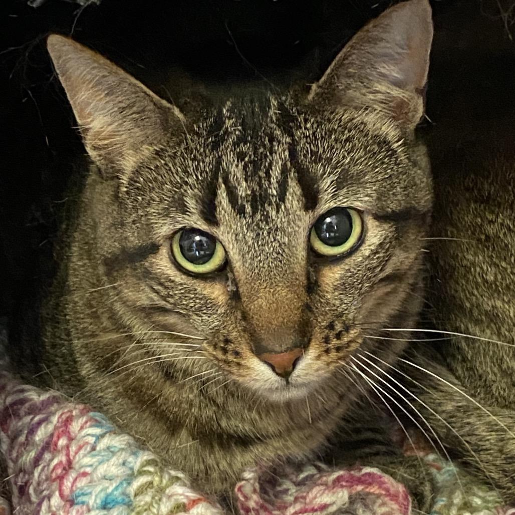 Patsy Ann, Adoptable, Adult Male Domestic Short Hair.