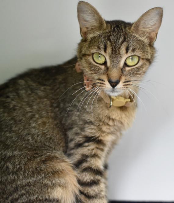Harrietta, Adoptable, Adult Female Domestic Short Hair.