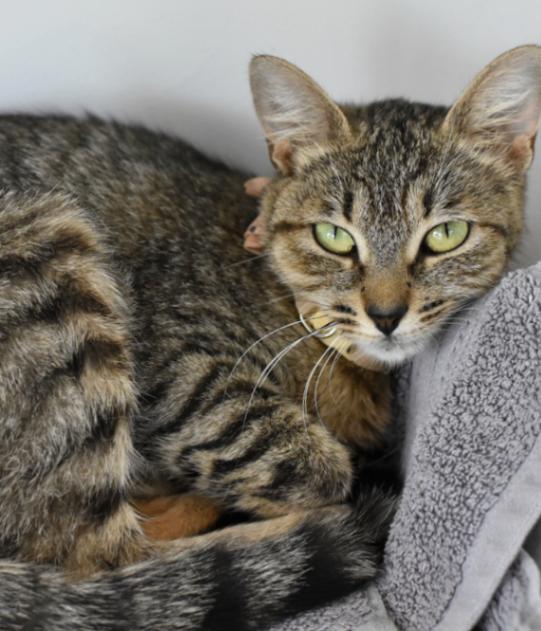 Enlarge Harrietta, a Adoptable Domestic Short Hair in Marietta, GA image 2/6