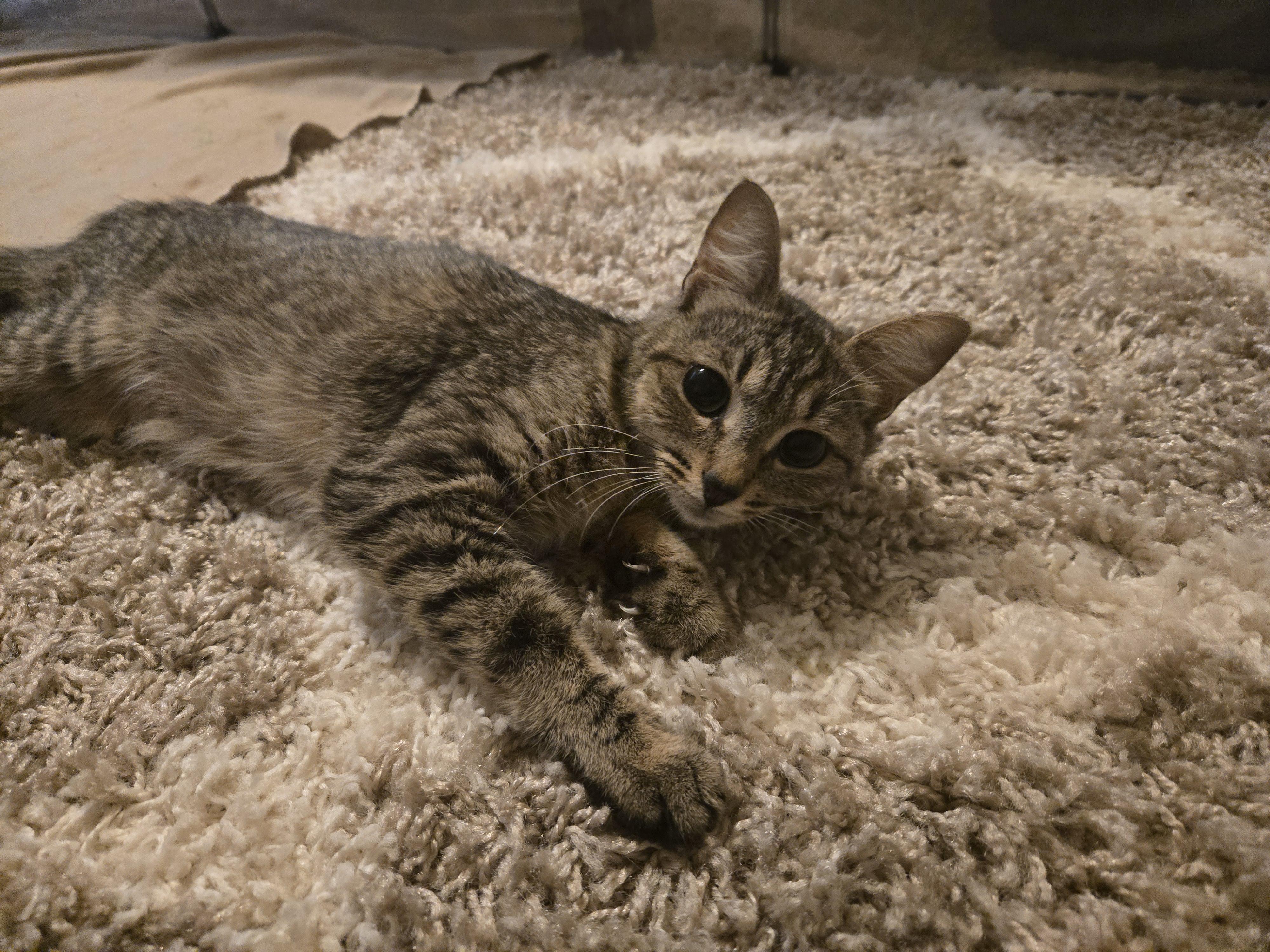 Enlarge Harrietta, a Adoptable Domestic Short Hair in Marietta, GA image 3/6