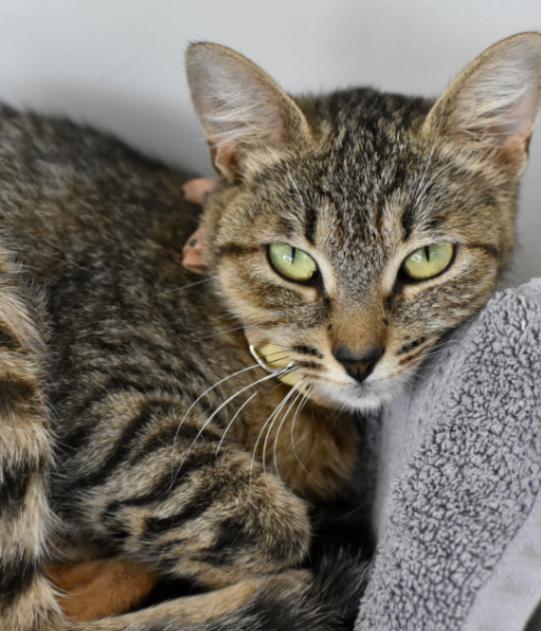 Enlarge Harrietta, a Adoptable Domestic Short Hair in Marietta, GA image 4/6