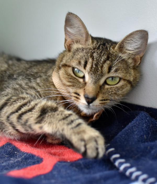 Enlarge Harrietta, a Adoptable Domestic Short Hair in Marietta, GA image 5/6