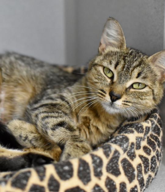 Enlarge Harrietta, a Adoptable Domestic Short Hair in Marietta, GA image 6/6