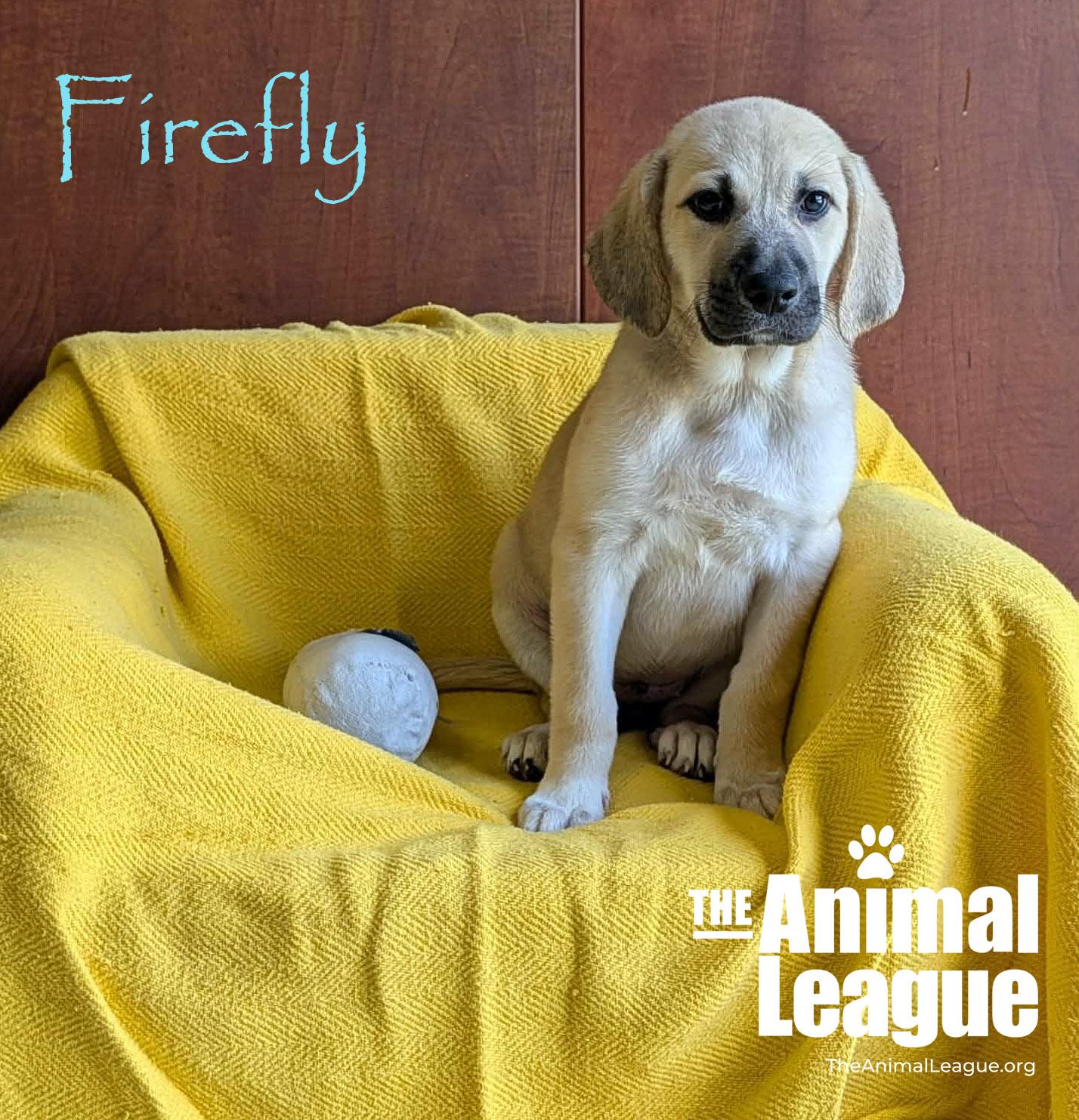 Enlarge Firefly, a ADOPTABLE Labrador Retriever in Groveland, FL image 2/4