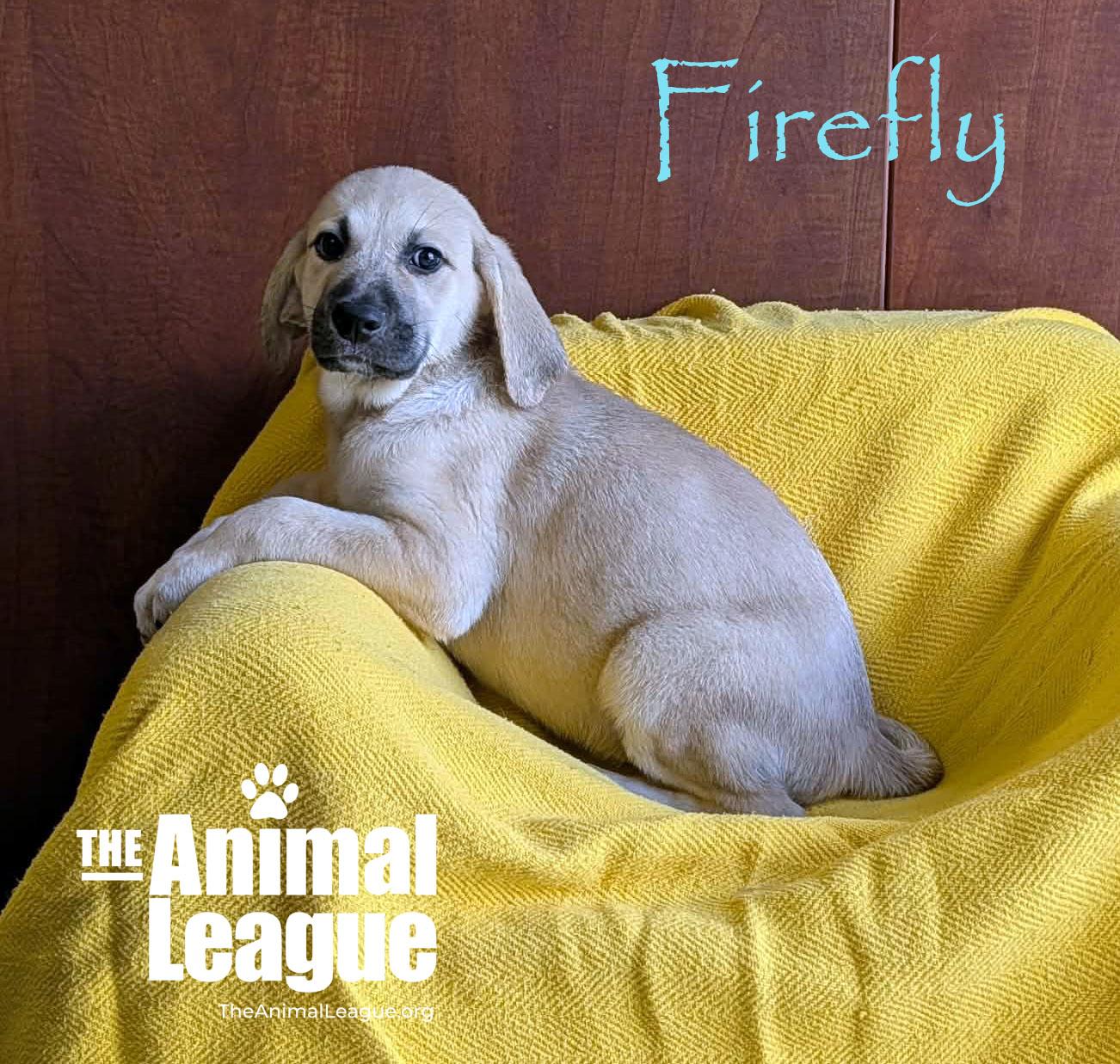 Enlarge Firefly, a ADOPTABLE Labrador Retriever in Groveland, FL image 4/4