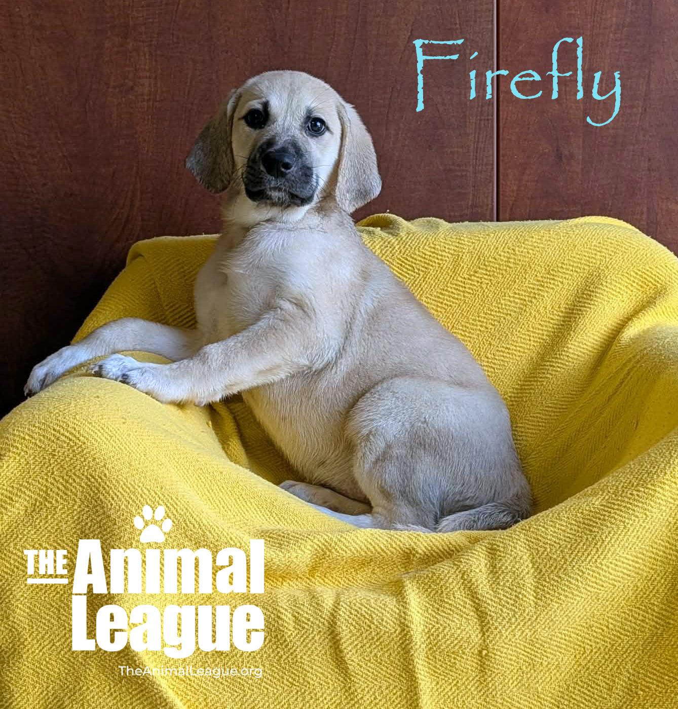 Enlarge Firefly, a ADOPTABLE Labrador Retriever in Groveland, FL image 1/4